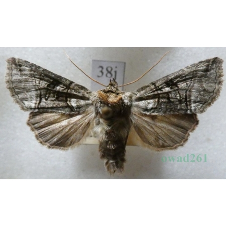 Abrostola tripartita (Hufnagel, 1766) Czech38j